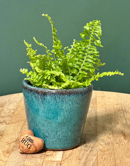 Boston Fern- Mini