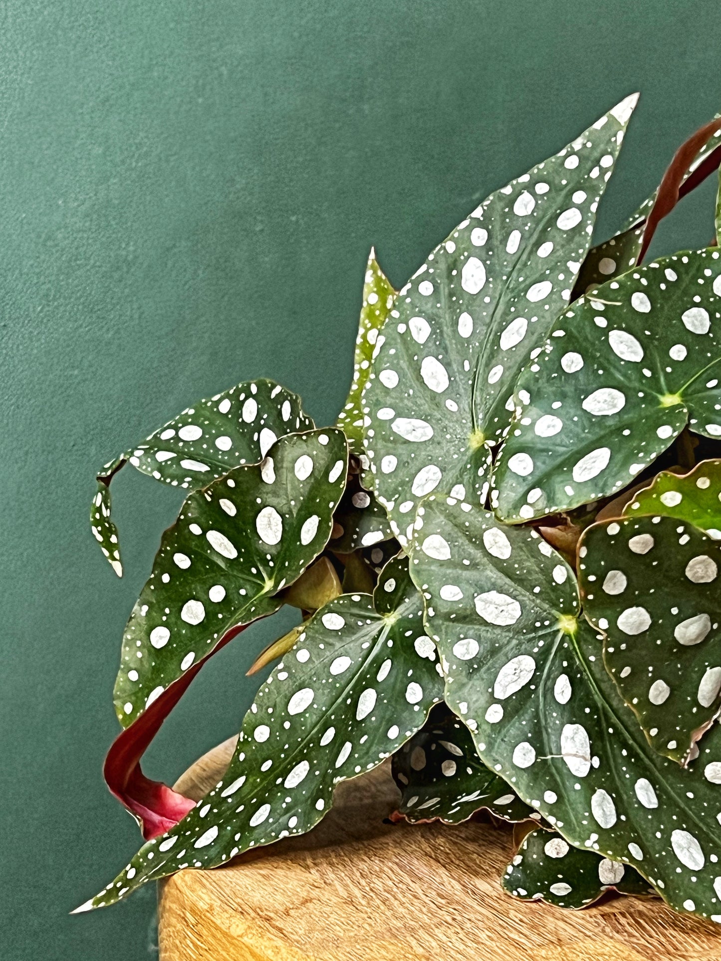 Begonia Maculata Wightii - Polka Dot Plant