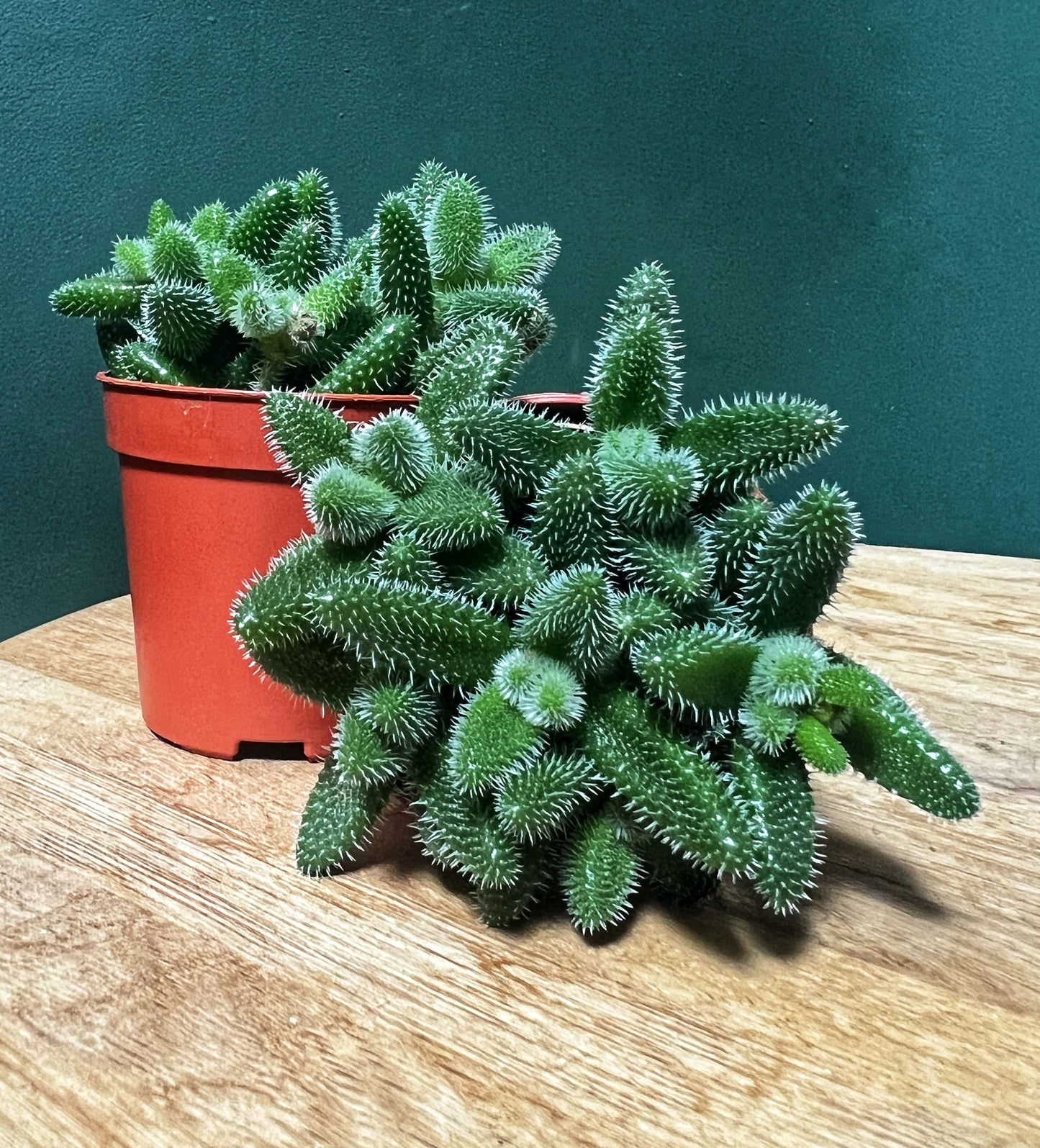 Delosperma echinatum-Pickle plant