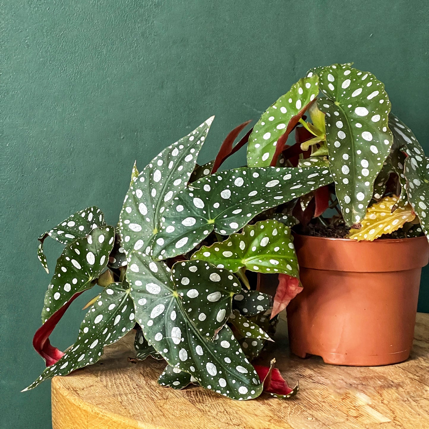 Begonia Maculata Wightii - Polka Dot Plant