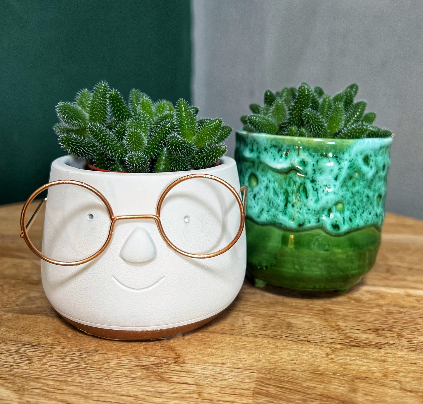 Delosperma echinatum-Pickle plant