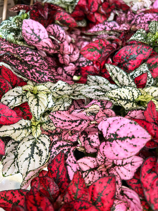 Hypoestes-Trio coloured Polka dot plants