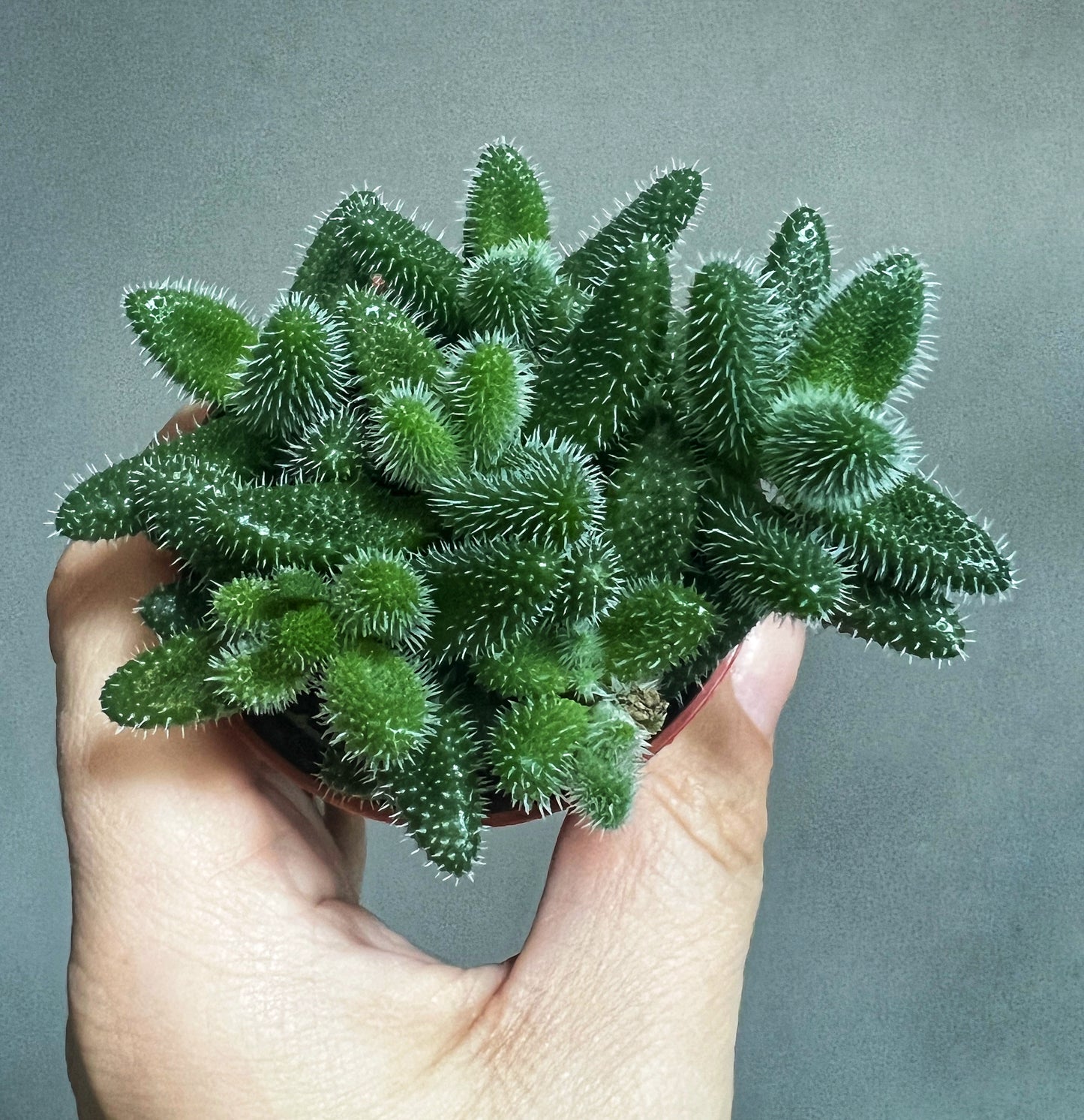 Delosperma echinatum-Pickle plant