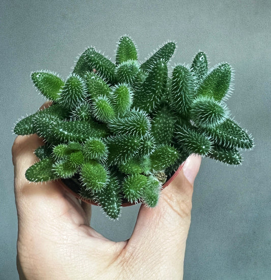 Delosperma echinatum-Pickle plant