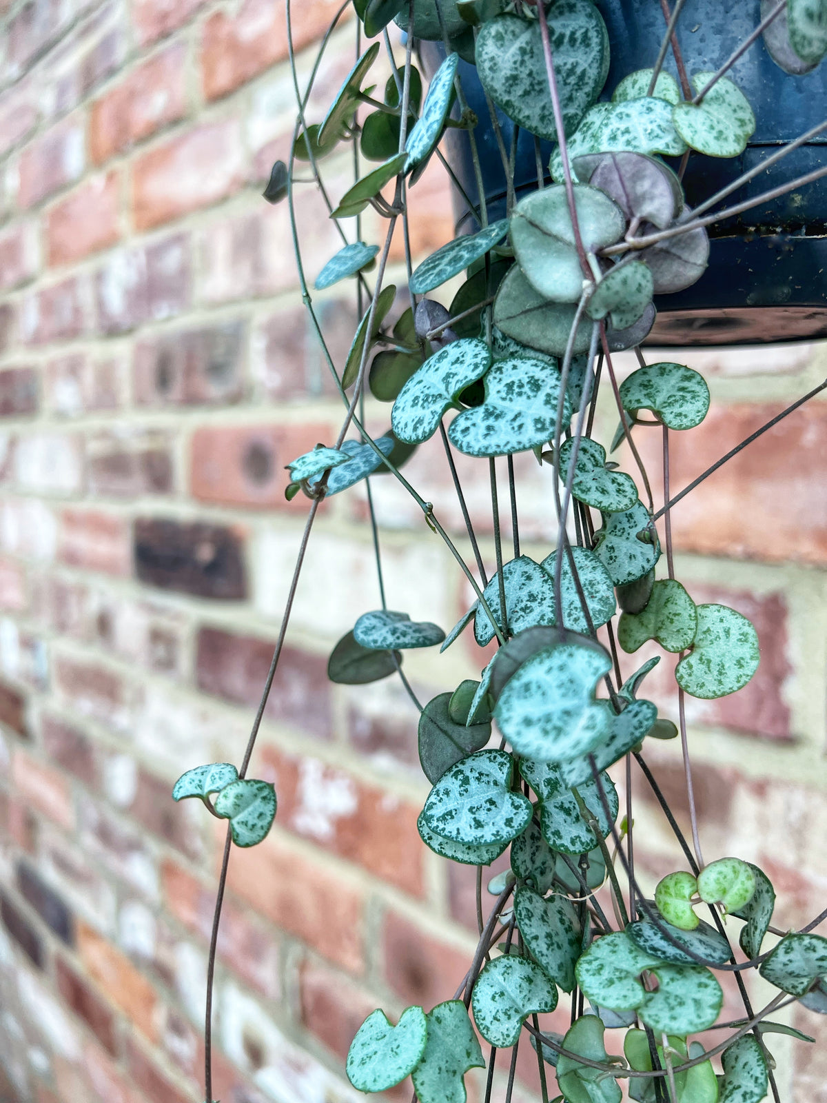 Ceropegia woodii- String of hearts